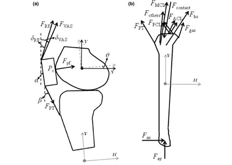 A The Two Dimensional Patellofemoral And Tibiofemoral Joint Models