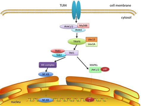 Frontiers Tak1 A Molecular Link Between Liver Inflammation Fibrosis