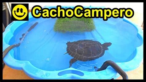 Guía Completa Para Los Cuidados De Una Tortuga De Agua