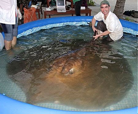 Everything Amazing Here: Giant stingray caught by British angler.