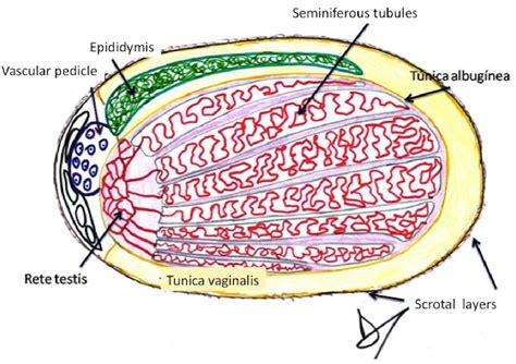 Disease Of Scrotum Semantic Scholar