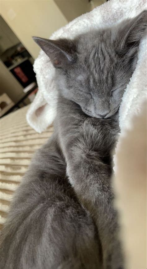 Top Most Gorgeous Grey Cat Breeds With Pictures Artofit