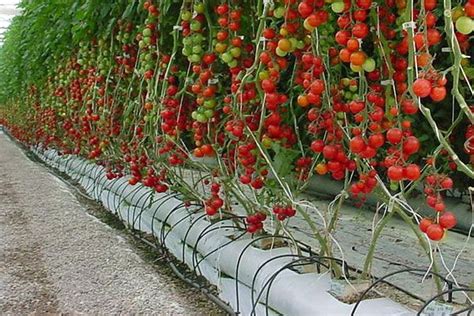 Tomates Hidroponia Em Hidroponia Como Plantar Tomate