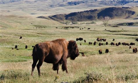 Custer State Park, South Dakota - AllTrips