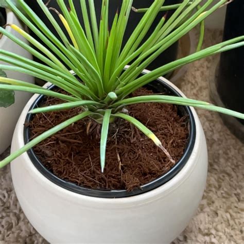 Why Are There Brown Spots On My Twin Flowered Agave Leaves