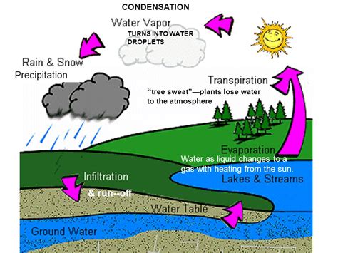 Water Cycle With Transpiration Precipitation Condensation Evaporation