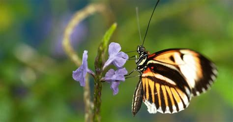 Nature Sex Lies And Butterflies Season 36 Episode 12 Pbs