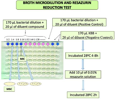 Broth Microdilution Serial Dilutions Of EO Are Placed In The First