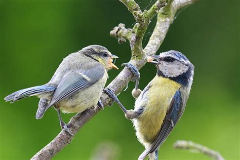 Blue Tit | Bird Spot