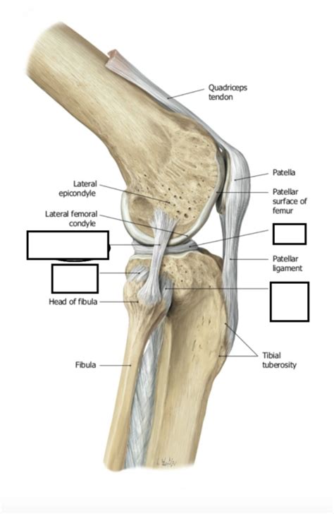 Lateral knee ligaments labeling Diagram | Quizlet