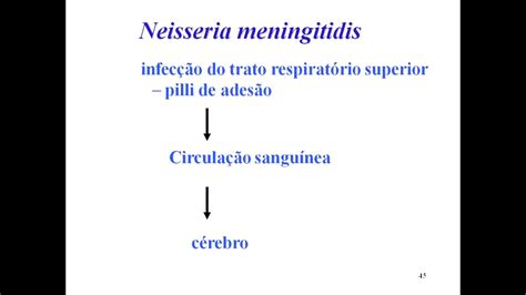 Aprenda Plugado BACTERIOLOGIA Aula 13 Slide 44 Neisseria Como