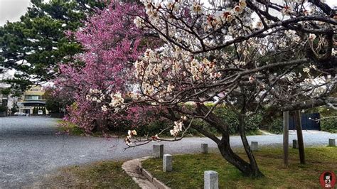 Hanami es la tradición japonesa de observar la belleza de las flores