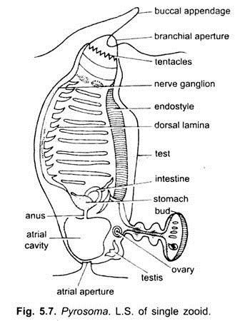 Phylum Urochordata Doliolum