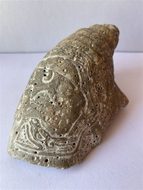 Ancient Precolumbian Aztec Mezcala Mayan Olmec Sea Shell Snail Stone