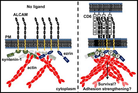 Model Of The Supramolecular Complex Formed During Alcam Cd Mediated