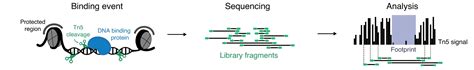 Transcription Factor Footprinting Epigenomics Workshop