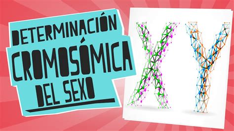 Determinación Cromosómica Del Sexo ¿xx O Xy Biología Educatina