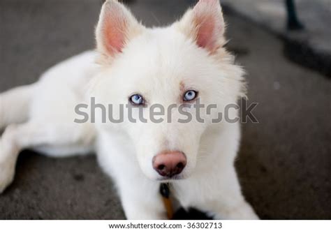 White Husky Blue Eyes Stock Photo (Edit Now) 36302713