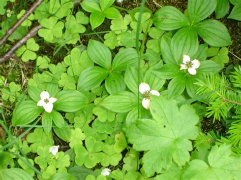 Cornus canadensis - Flower Seeds - Bunchberry, Bunchberry Dogwood :: Seeds for Sale, Tree seeds ...