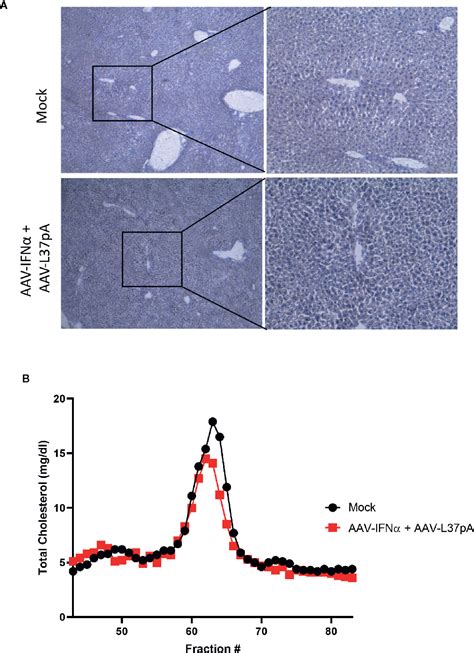 Frontiers Long Term Liver Expression Of An Apolipoprotein A I Mimetic