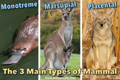 Types Of Mammals: Pictures & Facts. Learn About The Main Mammal Groups ...