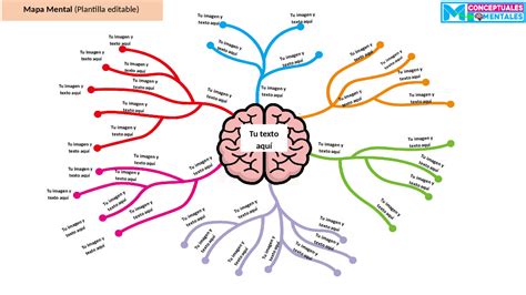 Plantilla Cerebro Mapas Mentales Esquemas Y Mapas Conceptuales De Ciencias Docsity