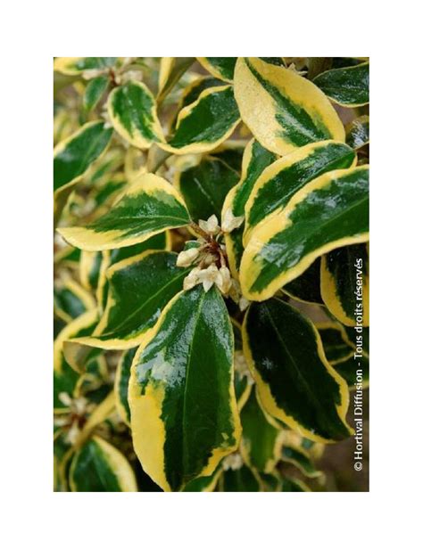 Elaeagnus Ebbingei Gilt Hedge Chalef Panach Conditionnement Taille