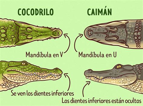 Cuáles son las diferencias entre los cocodrilos y los caimanes Ideas