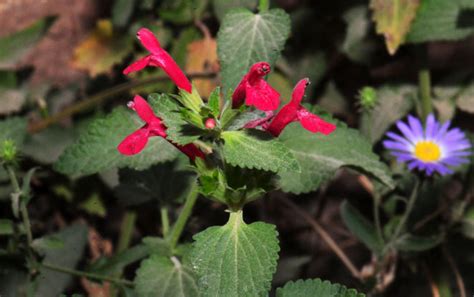 Stachys Coccinea Scarlet Hedgenettle Southwest Desert Flora