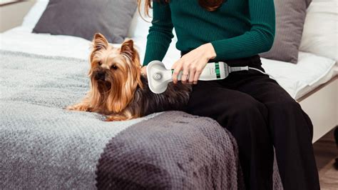 Cómo Puedo Mantener A Mi Perro Caliente Mientras Acampo