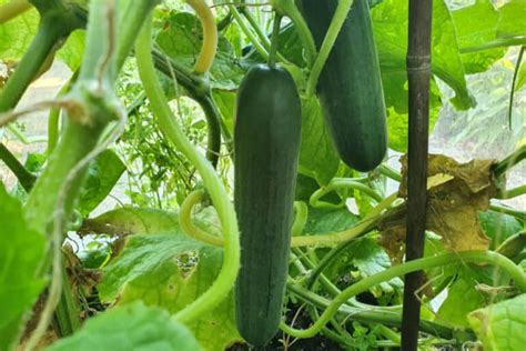 Do Cucumbers Grow Best On A Trellis Or The Ground Compared Gardening