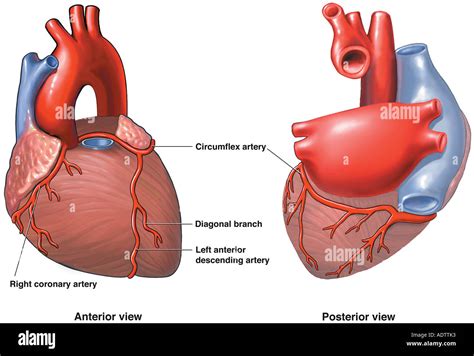 Coronary Arteries Anatomy Posterior View