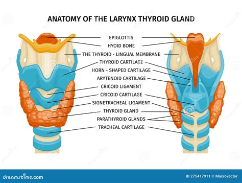 Thyroid Trachea Anatomy Composition Stock Vector - Illustration of ...