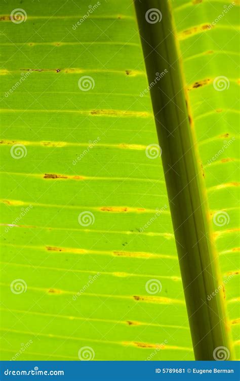 Banana leaf background stock image. Image of vegetation - 5789681