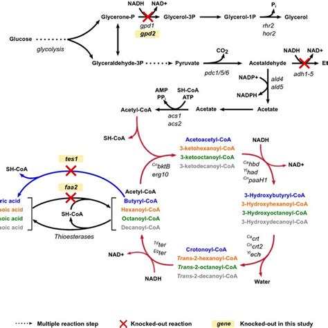 Overview Of The Reverse β Oxidation Pathway And The S Cerevisiaes