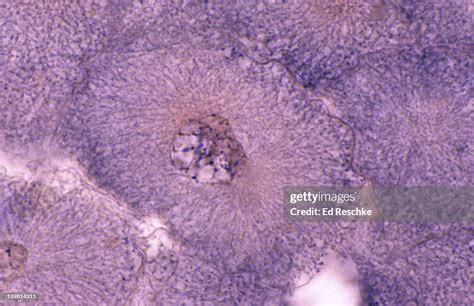 Whitefish Mitosis Interphase And Very Early Prophase Nucleus Nuclear