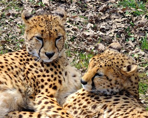 Cheetahs Chester Zoo New Fujifilm X S1 Steven Feather Flickr