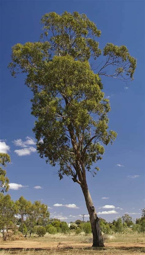 Eucalyptus Melliodora Yellow Box