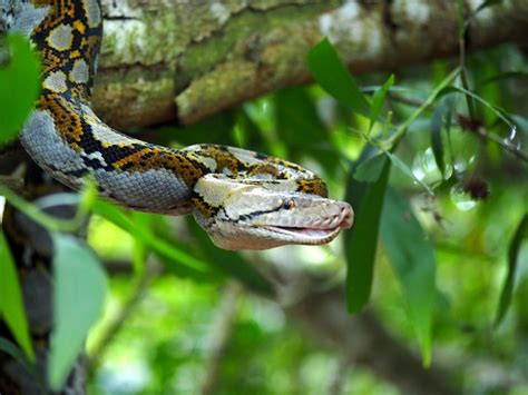 Premium Photo | Python reticulatus