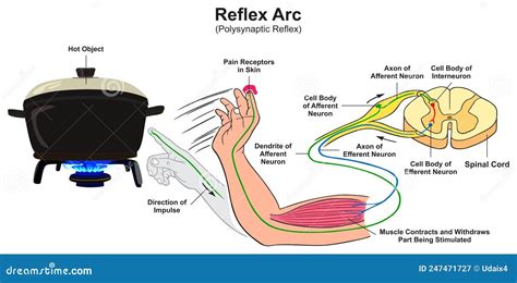 Reflex Arc Polysynaptic Infographic Diagram Stock Vector - Illustration of infographic, body ...