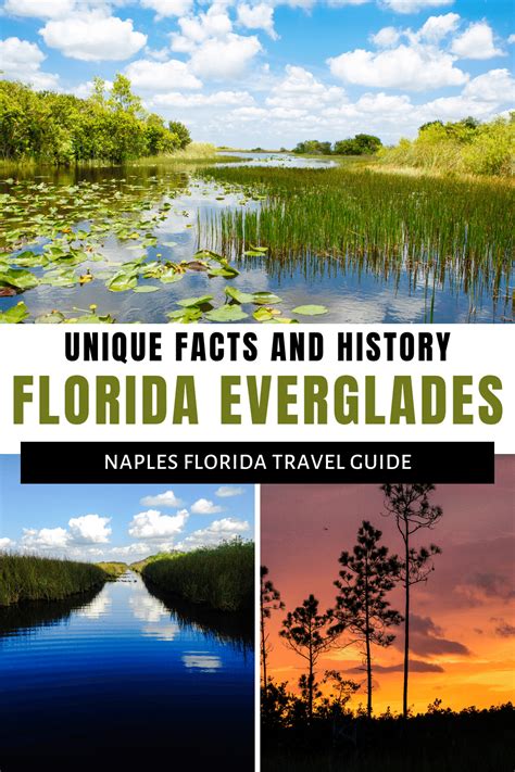 Discover The Florida Everglades Facts Fun And Fascinating History In