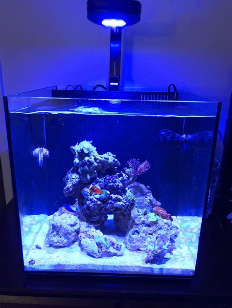 Nano Aquarium Reef Sauerstoffmangel Aquarium