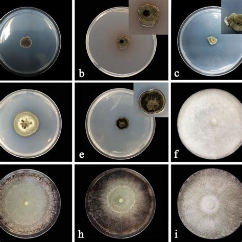 Colony morphology of fungal endophytes on PDA, at 25 °C in the dark ... 