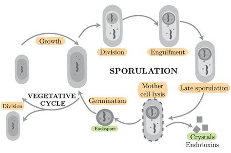 Life Cycle Of The Bt Bacteria Download Scientific Diagram