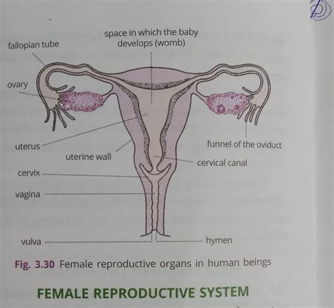 Female Reproductive System Biology Assignment Teachmint