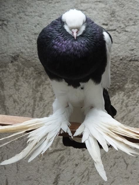 Why Do Some Pigeons Have Feathered Feet Similar But Different In The