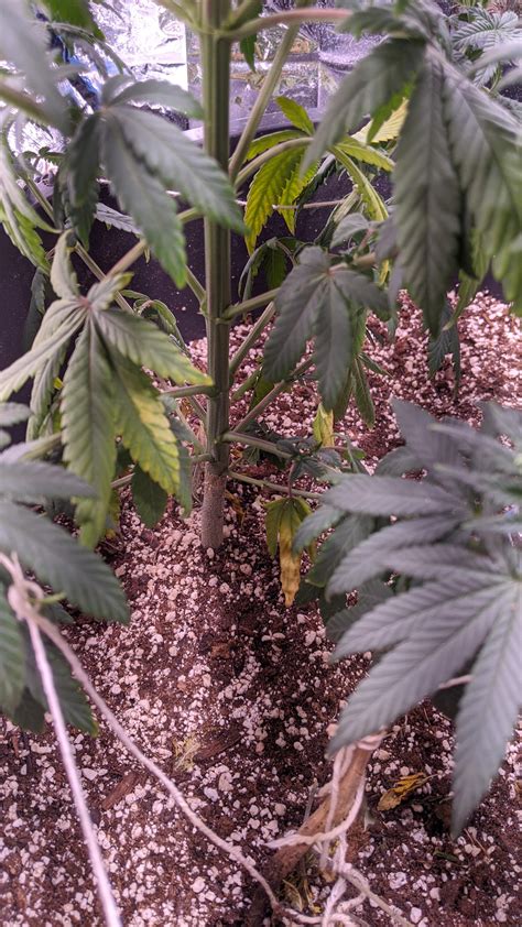 She's about 2 months old and already yellowing leaves. What is going on ...