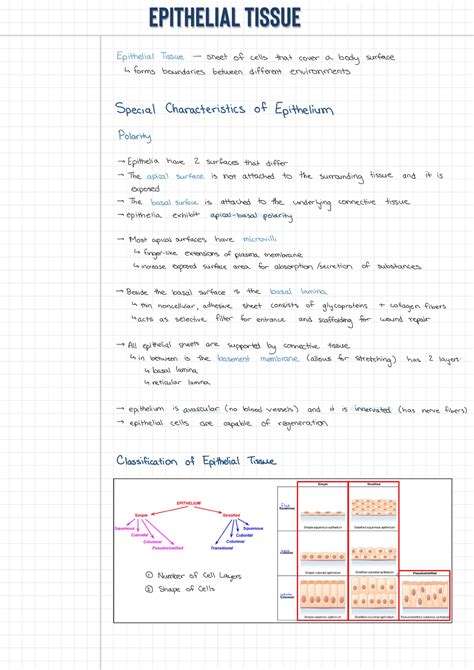 Epithelial Tissue Lecture Notes From Slides And Textbook Anp1105