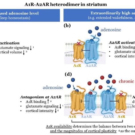 Schematic Description Of The A1r A2ar Interactions Under Different Download Scientific Diagram