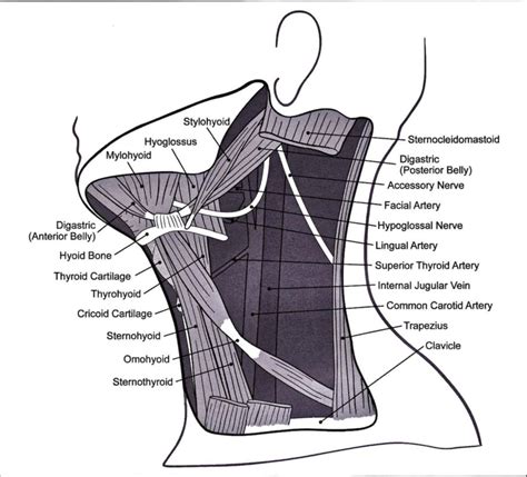 Neck Anatomy Diagram